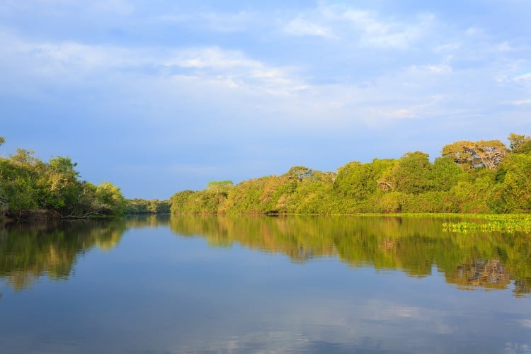 Foto do Pantanal, com céu azul, árvores e rio 