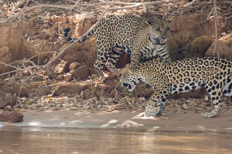 Foto de duas onças-pintadas na beira do rio no Pantanal