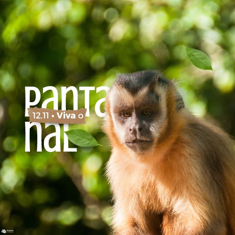 Montagem com foto de macaco com plantas ao fundo e frase "viva o Pantanal"