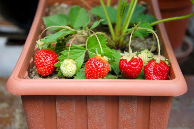 A imagem mostra um vaso retangular de plástico com morangos crescendo. Os frutos variam de verde pálido a vermelho vibrante, indicando diferentes estágios de maturação. As folhas verdes são largas e saudáveis, e o solo parece bem cuidado. A cena sugere um cultivo caseiro, destacando o frescor e a beleza natural dos morangos em desenvolvimento.