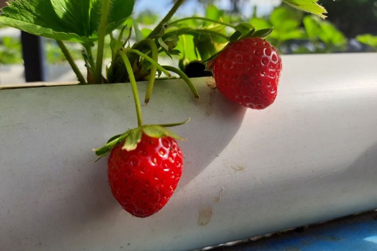 A imagem mostra dois morangos vermelhos e maduros crescendo em um vaso retangular de plástico. Os frutos estão pendurados, com folhas verdes e saudáveis ao fundo. A luz natural destaca o frescor e a vivacidade dos morangos, sugerindo um cultivo caseiro bem-sucedido e um ambiente cuidadosamente mantido.