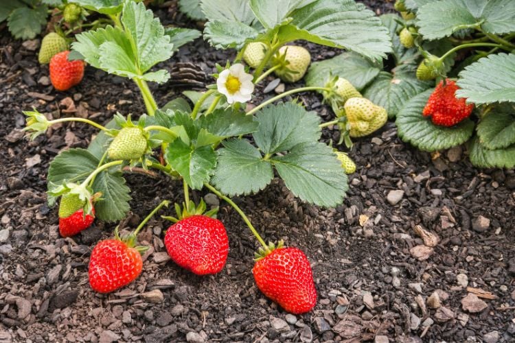 A imagem mostra um cultivo de morangos em diferentes estágios de maturação, variando de verde pálido a vermelho vibrante. As folhas são verdes e saudáveis, e o solo parece bem cuidado, destacando o frescor e a beleza natural dos morangos em desenvolvimento. Essa cena sugere um cultivo caseiro bem-sucedido.