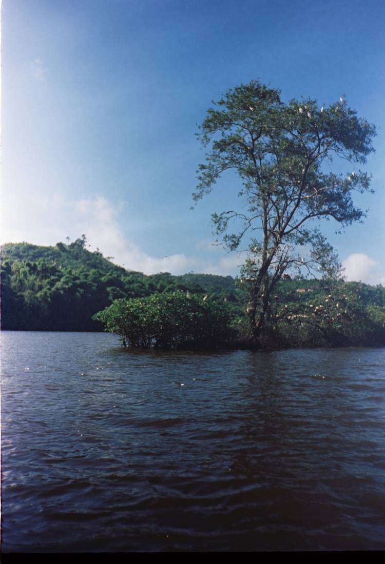 O Rio Paraguaçu flui serenamente sob um céu azul claro. Uma árvore solitária emerge da água, cercada por vegetação densa. Ao fundo, colinas verdes completam o cenário natural. A tranquilidade do ambiente evoca a beleza intocada e a essência da paisagem baiana, refletindo a harmonia entre terra e água.