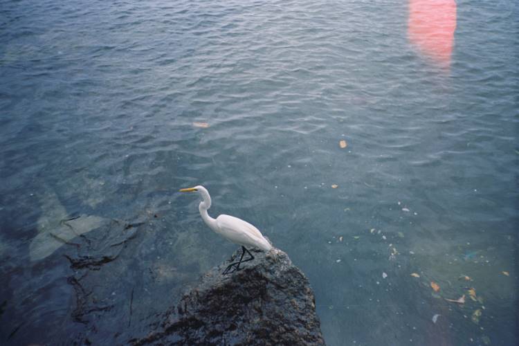 Uma garça branca repousa sobre uma rocha à beira do Rio Paraguaçu, suas águas azuladas refletindo a luz suave. A cena captura a serenidade do ambiente natural, com folhas flutuando na superfície. A presença da garça adiciona um toque de vida e beleza à paisagem tranquila e inspiradora.