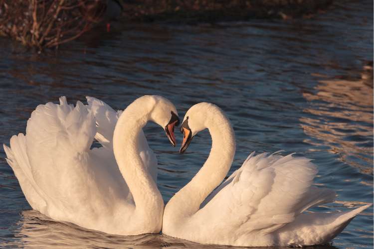 cisne como arquétipo do amor