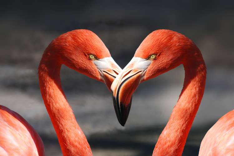 flamingo como arquétipos do amor