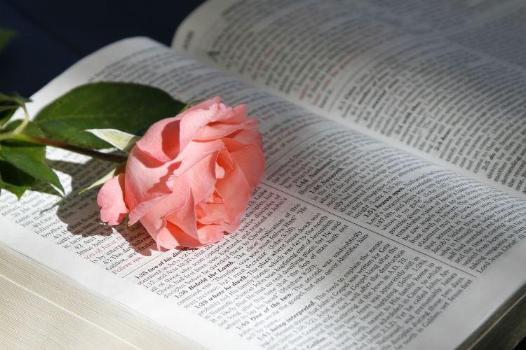 Uma rosa cor-de-rosa repousa sobre as páginas abertas de uma Bíblia, banhada por uma luz suave. As folhas verdes destacam-se sobre o texto sagrado, criando uma cena serena e contemplativa, simbolizando beleza e espiritualidade em perfeita harmonia.