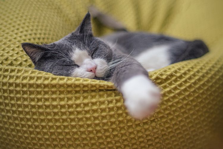 Gato cinza e branco dormindo em cama pet amarela