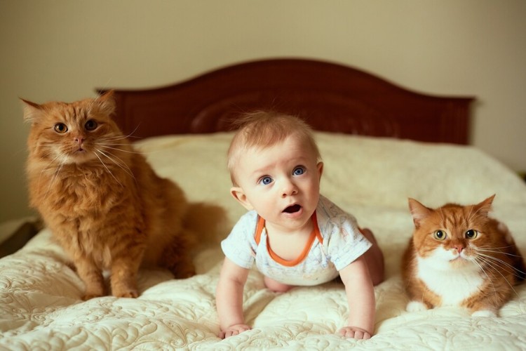 bebê de pele clara de bruços ao lado de dois gatos "laranjas" na cama 