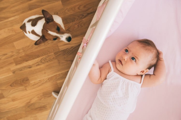 Bebê em berço branco com cachorro marrom e branco no chão