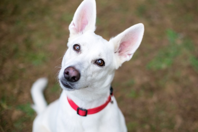 Cachorro branco com orelhas para cima e cabeça inclinada para o lado 