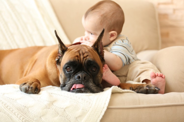 Bebê em sofá bege com manta e buldogue marrom 