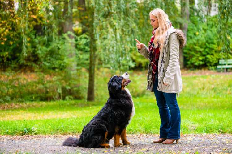 Mulher de pele clara usando roupas de frio, treinando Bernese em gramado 