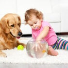 Foto de Golden Retriever com bolinha de tênis olhando para menina pequena usando blusa rosa e calça listrada com a mão em um aquário. Ambos estão no chão, sobre um tapete claro. Ao fundo, há um sofá branco.