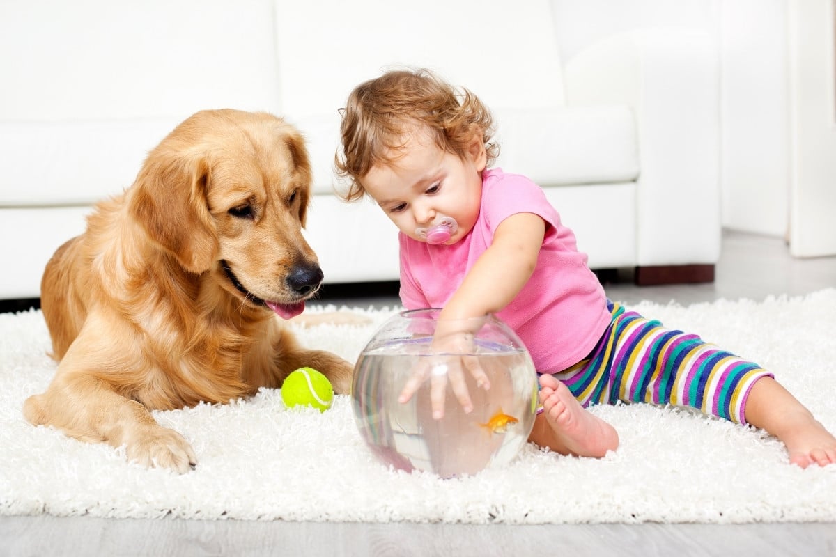 Foto de Golden Retriever com bolinha de tênis olhando para menina pequena usando blusa rosa e calça listrada com a mão em um aquário. Ambos estão no chão, sobre um tapete claro. Ao fundo, há um sofá branco.